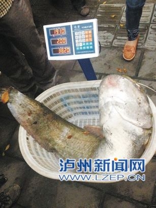 大鲶鱼重达38.2斤（泸州钓友“图腾”供图）