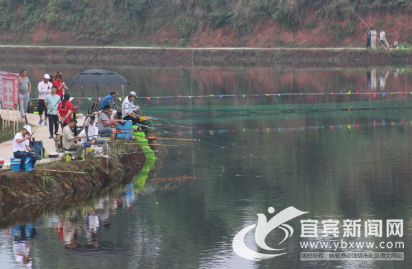 宗场首届博大鱼比赛举行。（宜宾新闻网 曾江 摄）